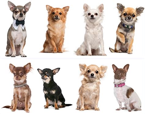 tipos de chihuahuas para imprimir.